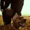 Jua Dog Collar Dog Collars Koy Clothing 
