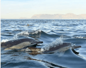 european destinations destination lisbon portugal dolphin watching